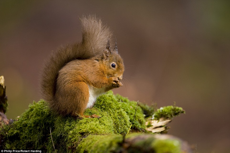 Sóc[-]đỏ[-]quý[-]hiếm[-]ở[-]Anh.